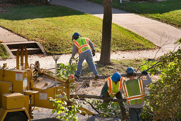 Professional Tree Care Services in Kitty Hawk, NC